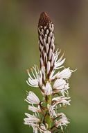 macro picture of the plant