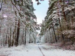 path in a winter forest