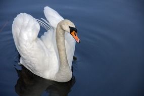 Swan with white feathers on the pond