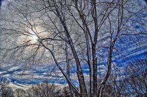 unusual beauty winter tree