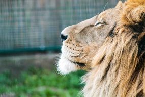 profile portrait of a male lion