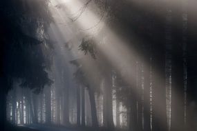 Light beam in the beautiful, mystical forest with fog