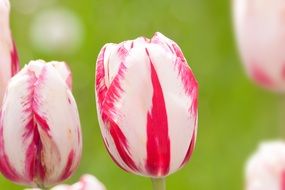 Colorful tulips on a blurred background