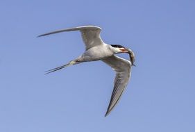 bird fishing nature