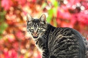 Striped cat in nature