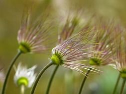field of pasque flower in spring