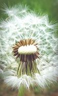 Pointed dandelion flower