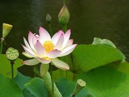 exotic lotus blossom flower close-up