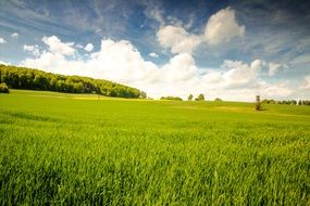 green field in sunny day