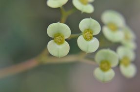 macro photo of small white flowers