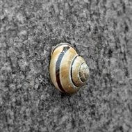 striped snail animal