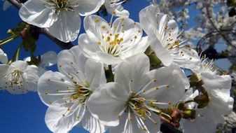 big white cherry flowers in the garden