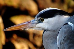 heron bird portrait