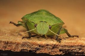 green beetle with a mustache on a tree bark