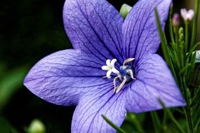 blue balloon flower, platycodon grandiflorus close up