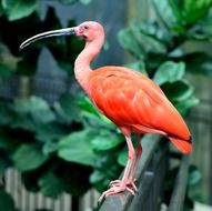 scarlet ibis bird