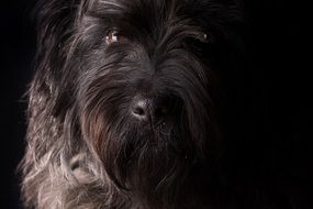 portrait of a schnauzer in the dark