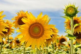 field of yellow sunflowers