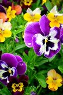 purple and yellow pansy flowers