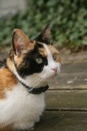 cat with black markings