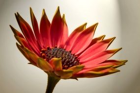 pink garden flower in macro