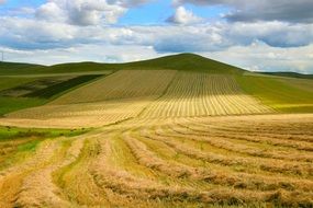 harvest wheat field