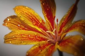 yellow flower with water droplets