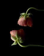 incredibly beautiful pink ranunculus