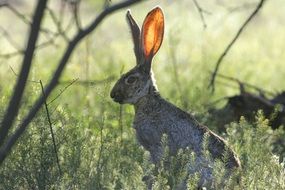 looking jackrabbit in wildlife