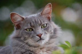 Grey beautiful furry cat