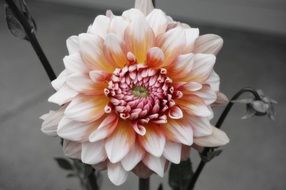 dahlia with bright petals close-up