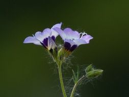 Blue flower on blurred green background