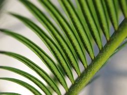 the leaf of sago palm close-up on blurred background