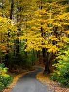 autumn trees with yellow leaves in october