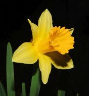 Yellow daffodil on a black background