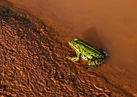 frog on the waterfront