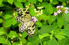 very beautiful butterfly garden