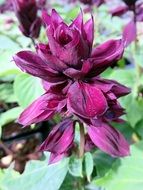 beautiful violet flower