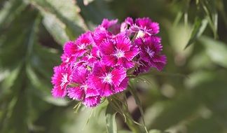 pink carnation on the garden