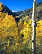 aspen fall autumn mountains