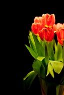 Bouquet of the red tulips