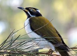 forest bird on a pine tree