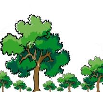 oak trees, illustration