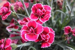 Pink and white dianthus flowers