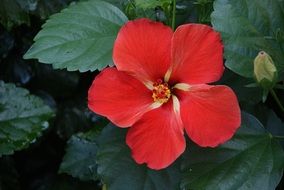 Bright red hibiscus flower