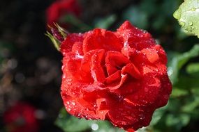 rose bud with water drops