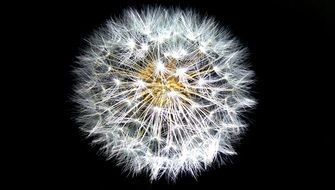 white fluffy dandelion seeds close