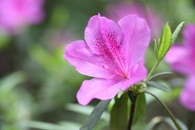 Azalea is a type of rhododendron
