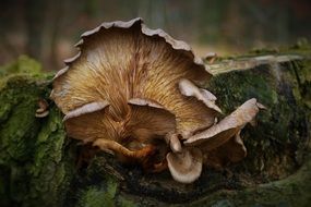 mushrooms on a tree stump