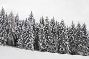 snow-covered spruce in the forest